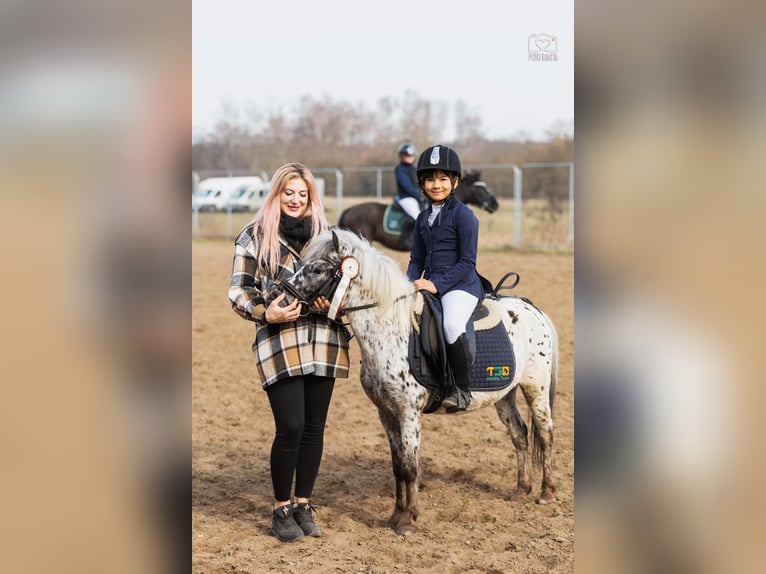 Welsh A (Mountain Pony) Gelding 5 years 11 hh Leopard-Piebald in Poznań