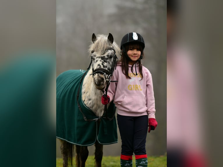 Welsh A (Mountain Pony) Gelding 5 years 11 hh Leopard-Piebald in Poznań
