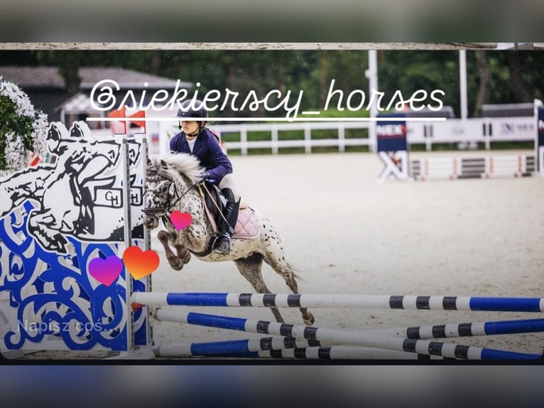 Welsh A (Mountain Pony) Gelding 5 years 11 hh Leopard-Piebald in Poznań