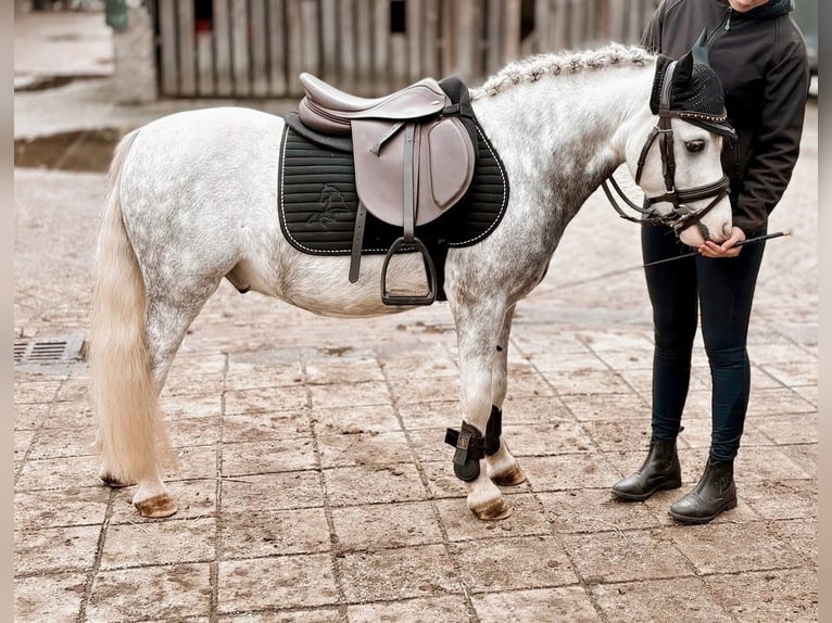 Welsh A (Mountain Pony) Gelding 5 years 11,1 hh Grey-Dapple in Stadskanaal