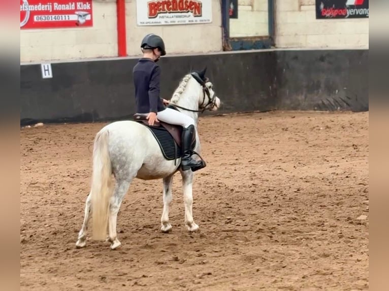Welsh A (Mountain Pony) Gelding 5 years 11,1 hh Grey-Dapple in Stadskanaal