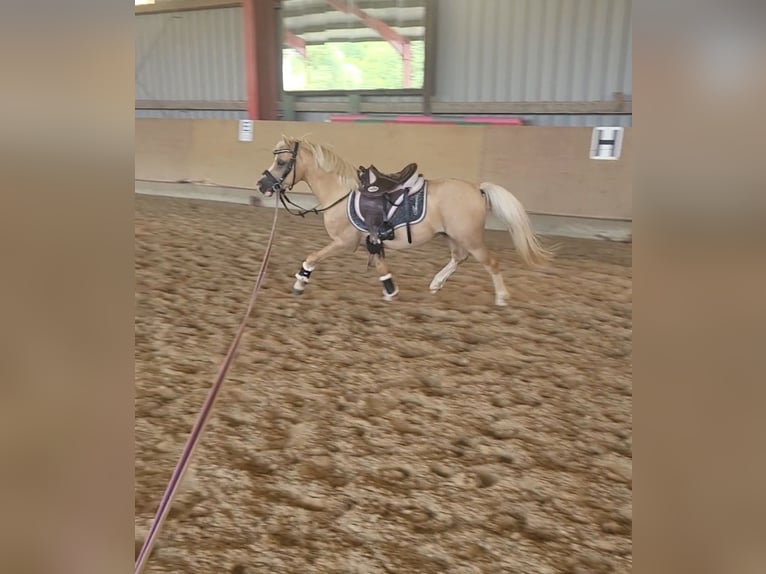 Welsh A (Mountain Pony) Gelding 5 years 11,1 hh Palomino in Hammersbach