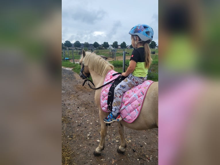 Welsh A (Mountain Pony) Gelding 5 years 11,1 hh Palomino in Hammersbach