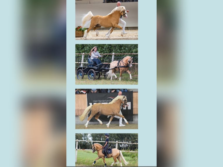 Welsh A (Mountain Pony) Gelding 5 years 11,1 hh Palomino in Meijel