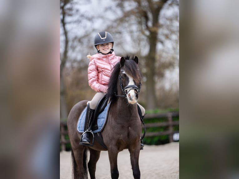 Welsh A (Mountain Pony) Gelding 5 years 11,1 hh Smoky-Black in Groningen