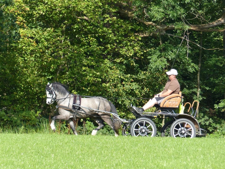 Welsh A (Mountain Pony) Gelding 5 years 11,2 hh Grey in Halle