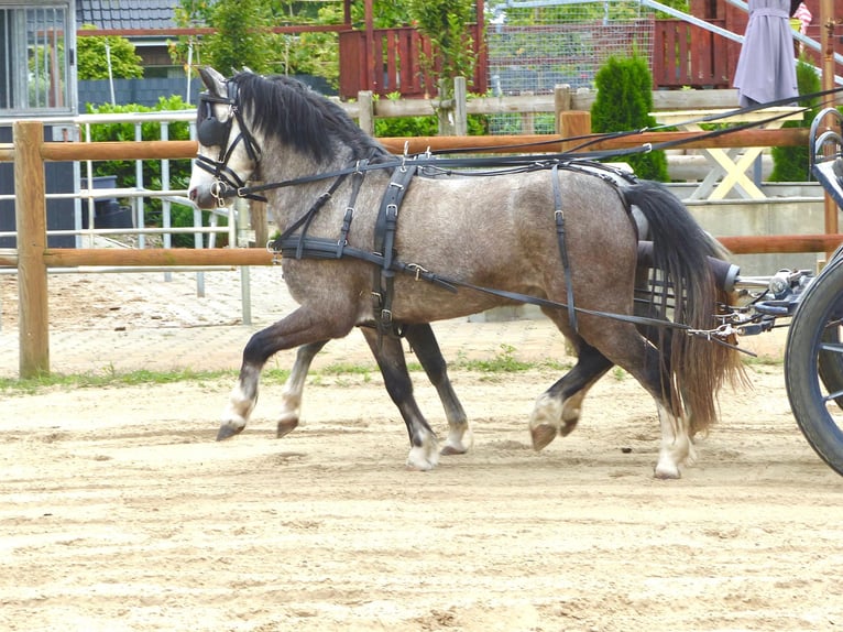 Welsh A (Mountain Pony) Gelding 5 years 11,2 hh Grey in Halle