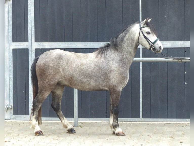 Welsh A (Mountain Pony) Gelding 5 years 11,2 hh Grey in Halle