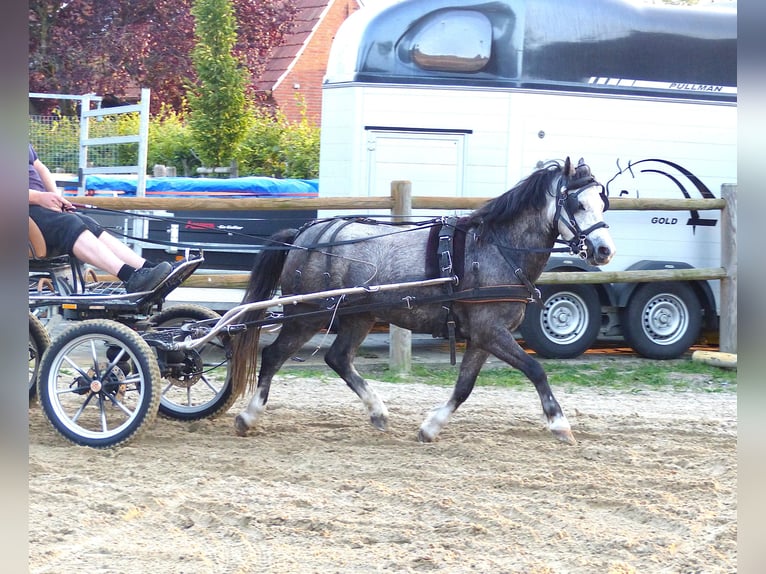 Welsh A (Mountain Pony) Gelding 5 years 11,2 hh Grey in Halle