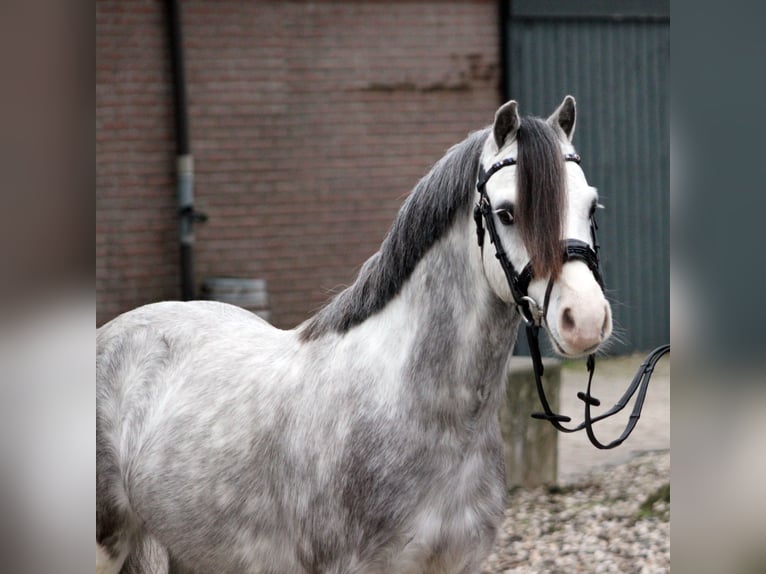 Welsh A (Mountain Pony) Gelding 5 years 11,3 hh Grey in Hengelo (Gld)