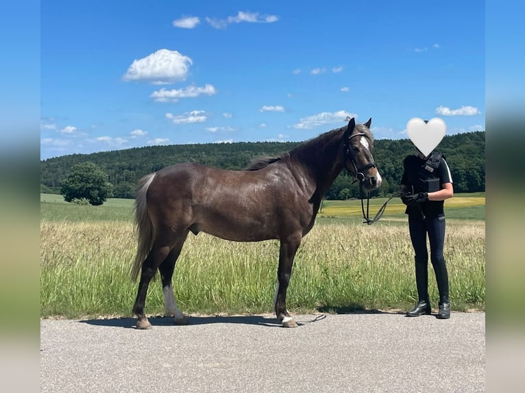 Welsh A (Mountain Pony) Mix Gelding 5 years 12.1 hh Chestnut in Deuerling
