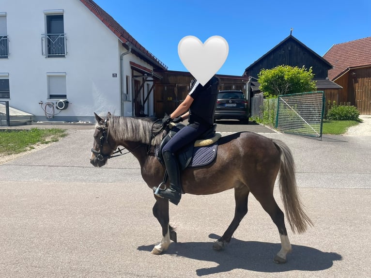 Welsh A (Mountain Pony) Mix Gelding 5 years 12.1 hh Chestnut in Deuerling