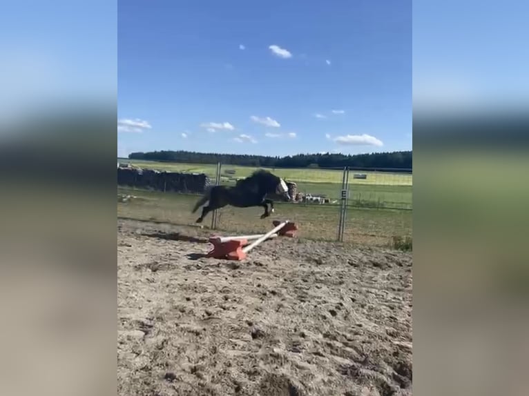 Welsh A (Mountain Pony) Mix Gelding 5 years 12.1 hh Chestnut in Deuerling