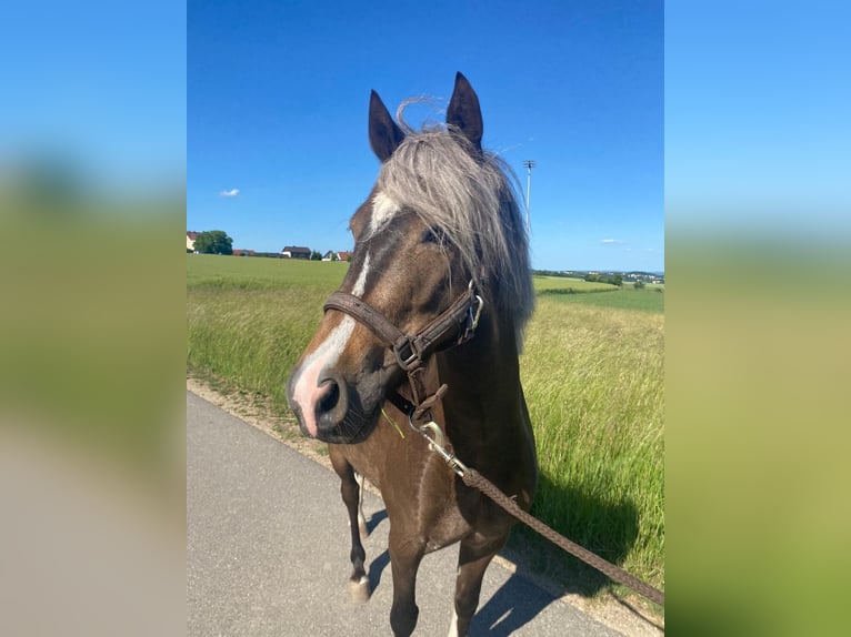 Welsh A (Mountain Pony) Mix Gelding 5 years 12.1 hh Chestnut in Deuerling