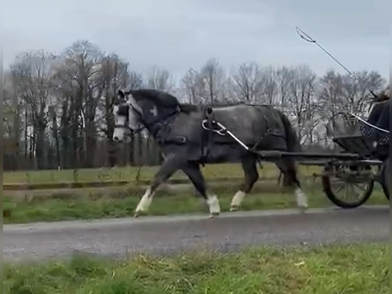 Welsh A (Mountain Pony) Gelding 5 years 12 hh Grey-Dapple in Burgdorf