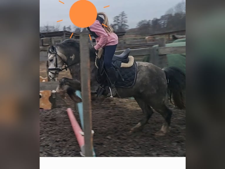 Welsh A (Mountain Pony) Gelding 5 years 12 hh Grey-Dapple in Burgdorf