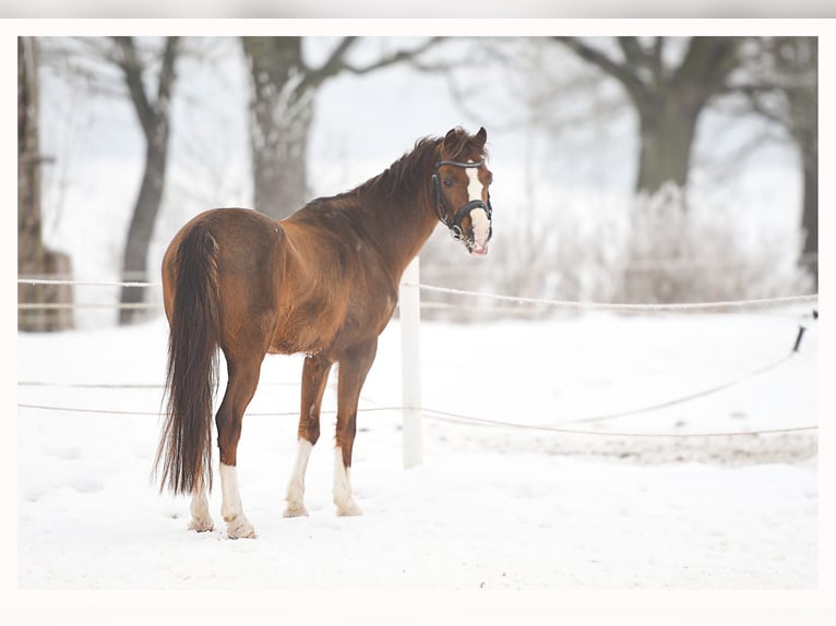 Welsh A (Mountain Pony) Gelding 5 years 12,1 hh Chestnut in Olsztyn