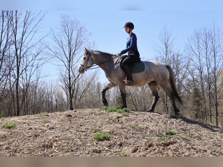 Welsh A (Mountain Pony) Mix Gelding 5 years 14 hh Grey in Howell