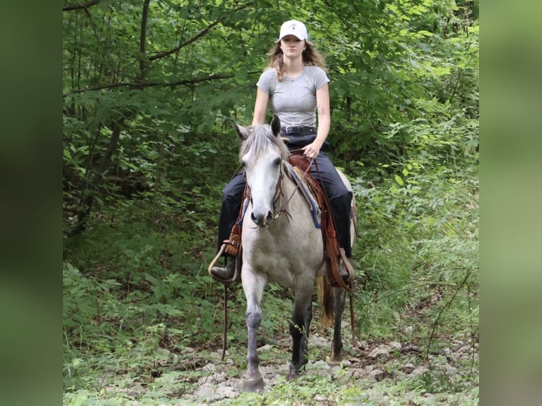 Welsh A (Mountain Pony) Mix Gelding 5 years 14 hh Grey in Howell