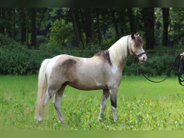Welsh A (Mountain Pony) Gelding 5 years Pinto in Metelen