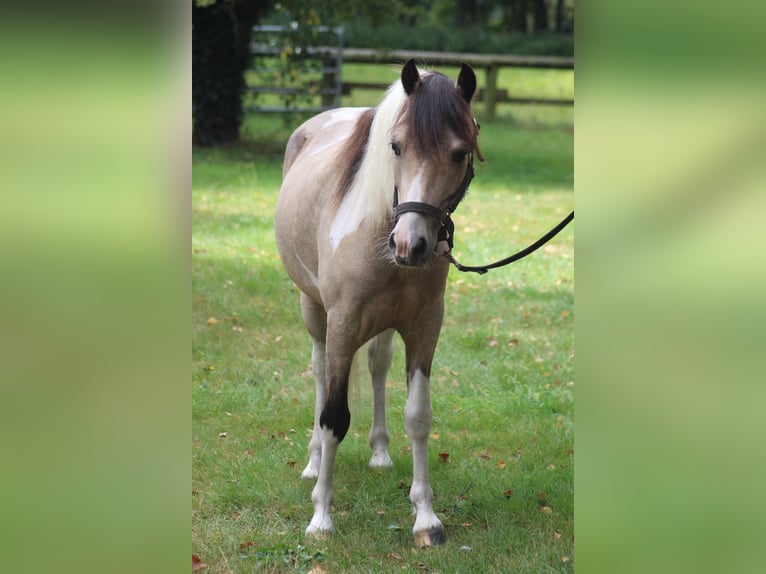 Welsh A (Mountain Pony) Gelding 5 years Pinto in Metelen