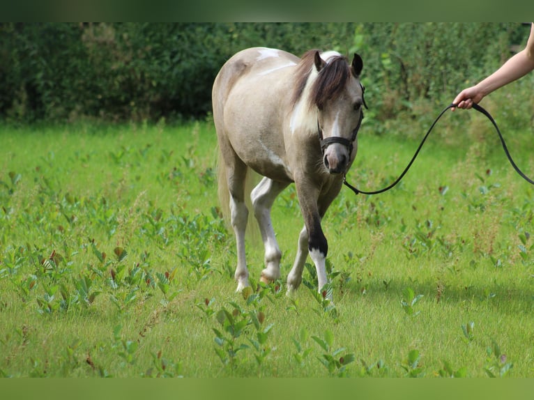 Welsh A (Mountain Pony) Gelding 5 years Pinto in Metelen