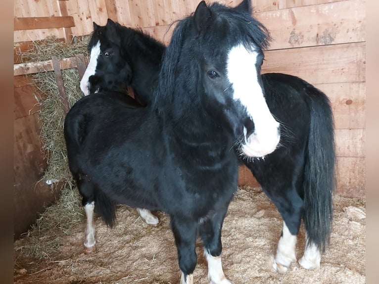 Welsh A (Mountain Pony) Gelding 6 years 11,2 hh Black in Alpbach