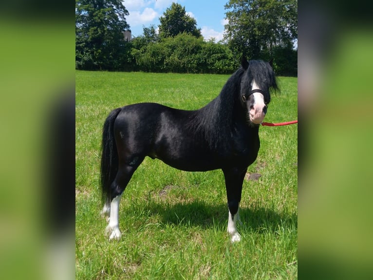 Welsh A (Mountain Pony) Gelding 6 years 11,2 hh Black in Alpbach