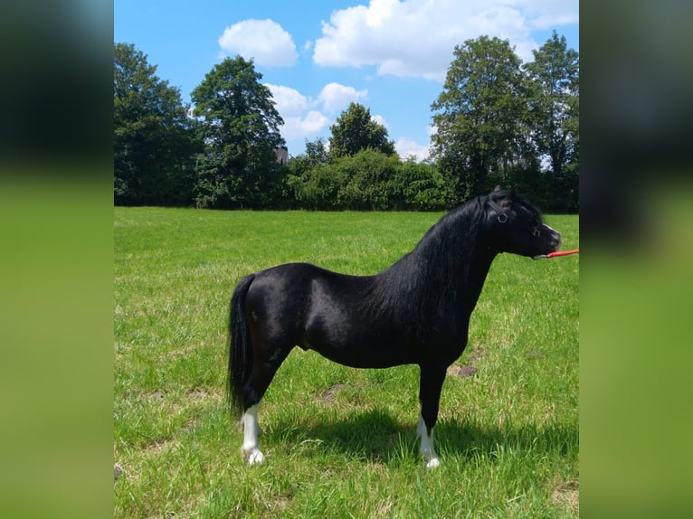 Welsh A (Mountain Pony) Gelding 6 years 11,2 hh Black in Alpbach