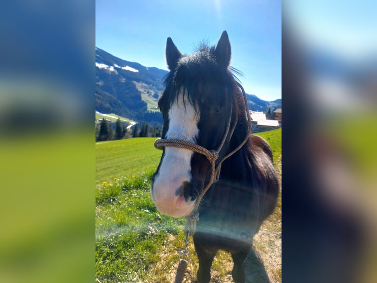 Welsh A (Mountain Pony) Gelding 6 years 11,2 hh Black in Alpbach