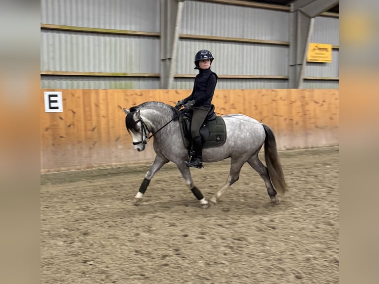 Welsh A (Mountain Pony) Gelding 6 years 11.2 hh Grey in Vojens