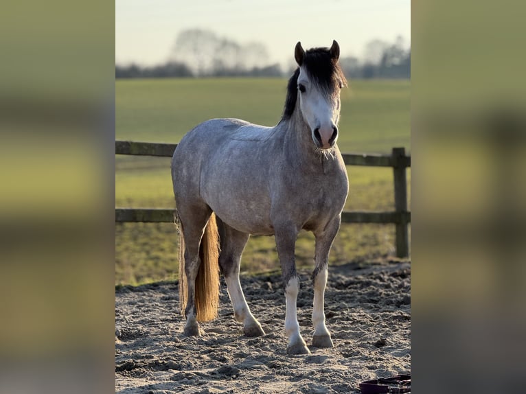 Welsh A (Mountain Pony) Gelding 6 years 11.2 hh Grey in Vojens