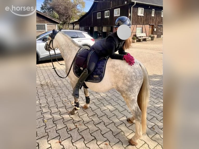Welsh A (Mountain Pony) Gelding 6 years 11.2 hh Grey in Dortmund
