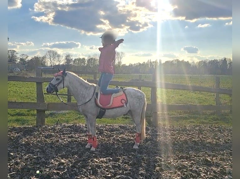 Welsh A (Mountain Pony) Gelding 6 years 11.3 hh Grey-Dapple in Hannover