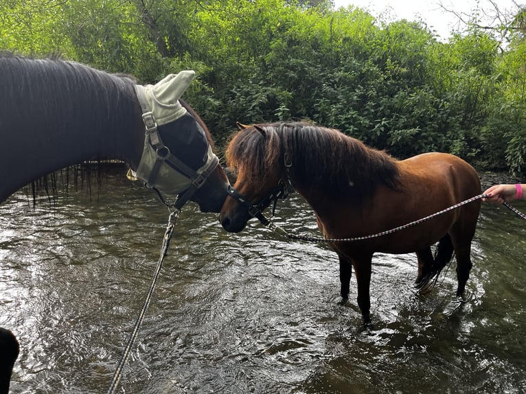 Welsh A (Mountain Pony) Mix Gelding 6 years 11 hh Brown in Welling