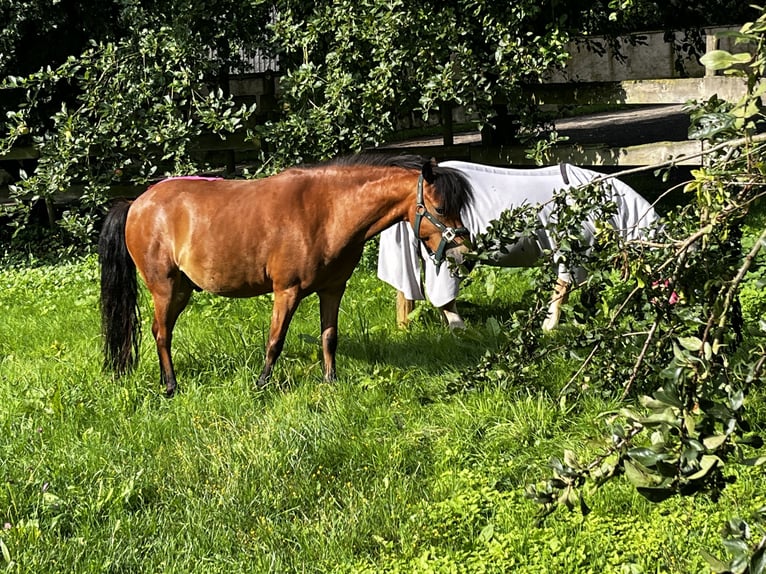 Welsh A (Mountain Pony) Mix Gelding 6 years 11 hh Brown in Welling