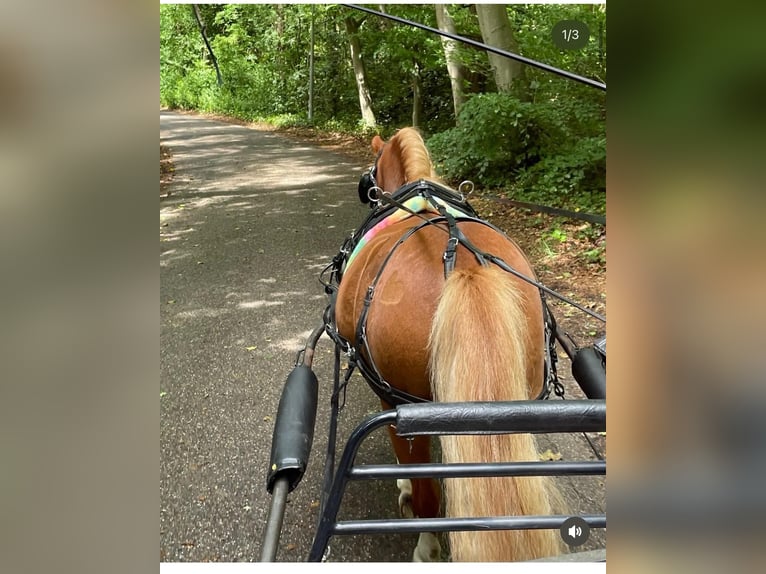 Welsh A (Mountain Pony) Gelding 6 years 11 hh Chestnut-Red in Tuitjenhorn