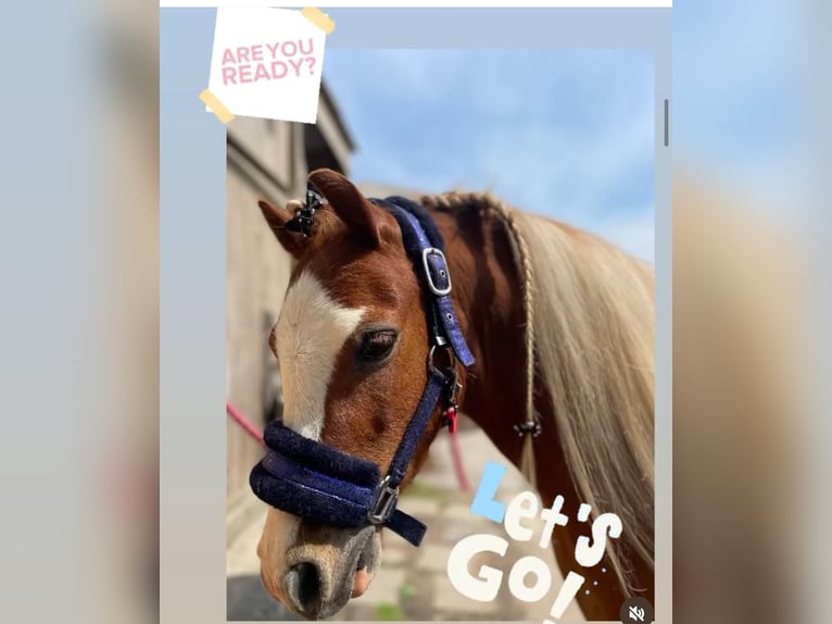 Welsh A (Mountain Pony) Gelding 6 years 11 hh Chestnut-Red in Tuitjenhorn