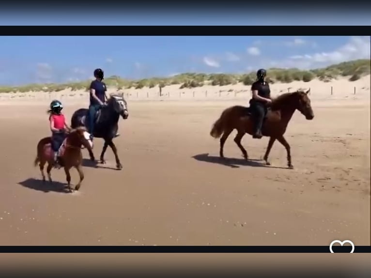 Welsh A (Mountain Pony) Gelding 6 years 11 hh Chestnut-Red in Tuitjenhorn
