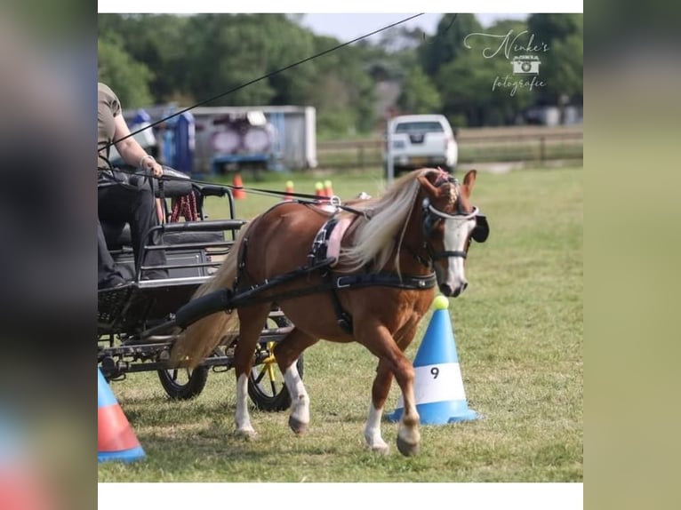 Welsh A (Mountain Pony) Gelding 6 years 11 hh Chestnut-Red in Tuitjenhorn