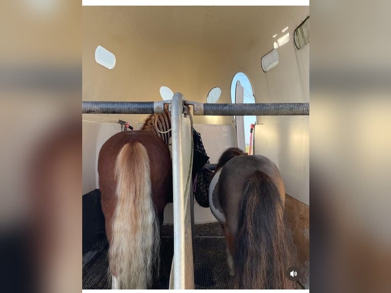 Welsh A (Mountain Pony) Gelding 6 years 11 hh Chestnut-Red in Tuitjenhorn