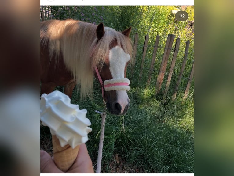 Welsh A (Mountain Pony) Gelding 6 years 11 hh Chestnut-Red in Tuitjenhorn