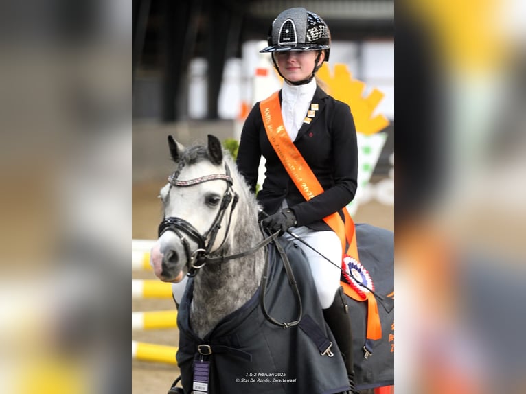 Welsh A (Mountain Pony) Gelding 6 years 11,1 hh Gray in Werkendam