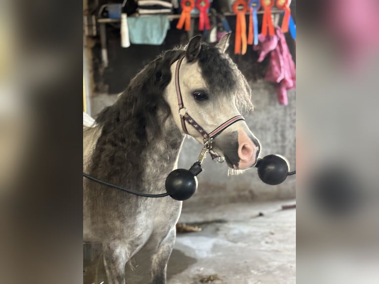 Welsh A (Mountain Pony) Gelding 6 years 11,1 hh Gray in Werkendam