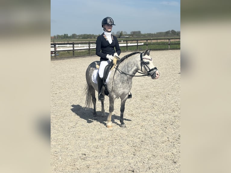 Welsh A (Mountain Pony) Gelding 6 years 11,1 hh Gray in Werkendam