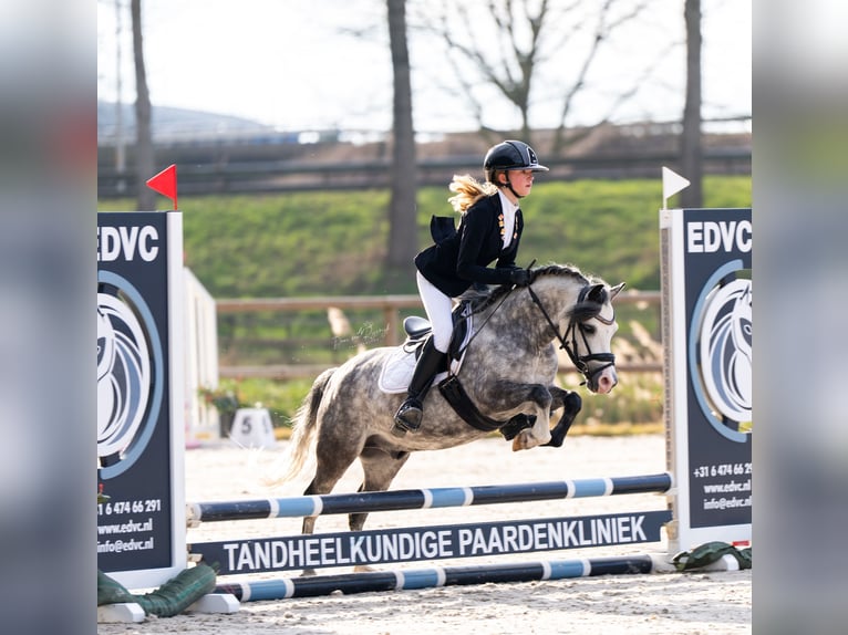 Welsh A (Mountain Pony) Gelding 6 years 11,1 hh Gray in Werkendam