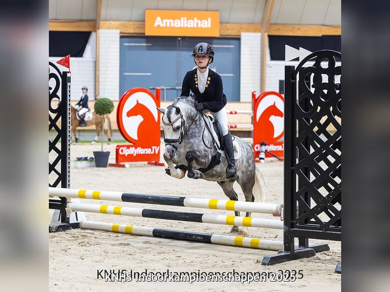 Welsh A (Mountain Pony) Gelding 6 years 11,1 hh Gray in Werkendam