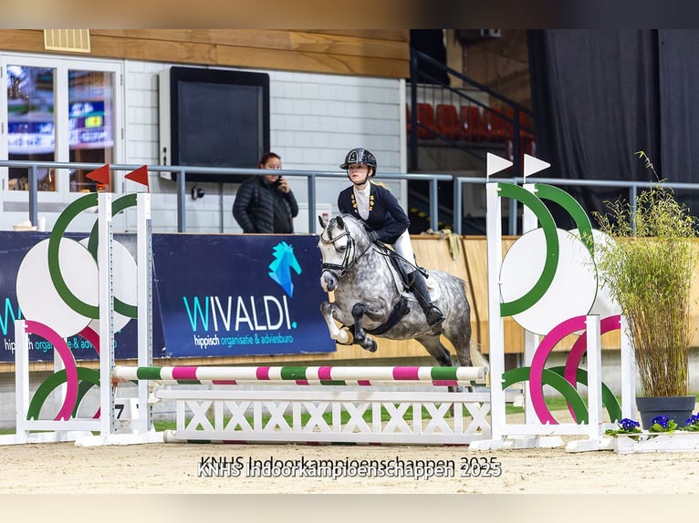 Welsh A (Mountain Pony) Gelding 6 years 11,1 hh Gray in Werkendam