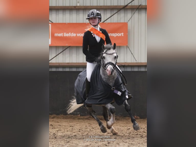 Welsh A (Mountain Pony) Gelding 6 years 11,1 hh Gray in Werkendam