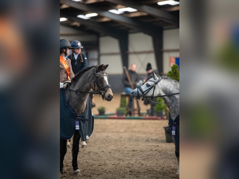 Welsh A (Mountain Pony) Gelding 6 years 11,1 hh Gray in Werkendam